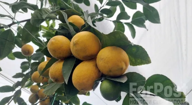 Экзотика по-крымски: как два поколения крымчан выращивают плантацию лимонов