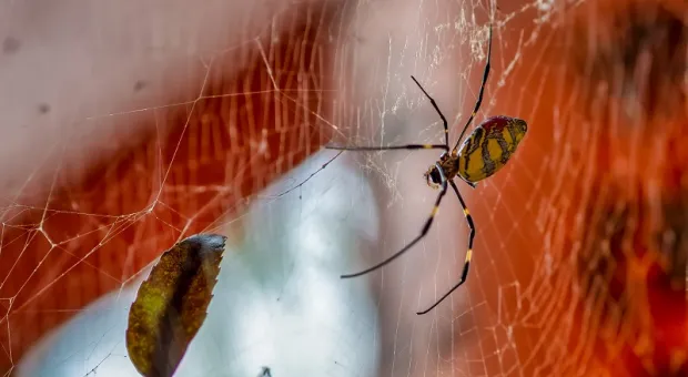 Гигантские китайские пауки готовятся атаковать Нью-Йорк