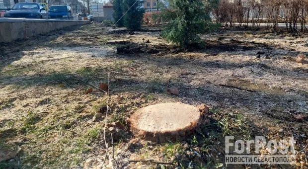 Не успели спасти от дровосеков: в центре столицы Крыма уничтожили аллею лип
