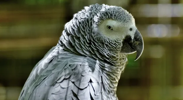 Зоопарк пытается опасным способом переучить попугаев-матерщинников