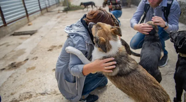 Севастопольские волонтеры расстроились из-за отсутствия приюта для животных в Генплане