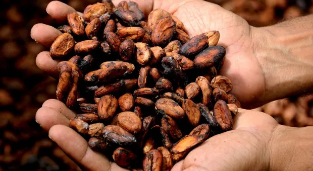 Шоколад может подорожать: крупнейшие какао-заводы остановили работу 