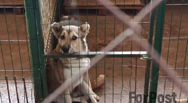 В Севастополе облегчат жизнь брошенным собакам