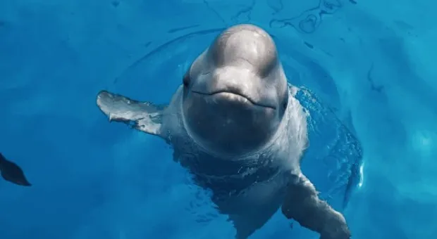 Дельфины и морские котики переехали из Артбухты в новое место