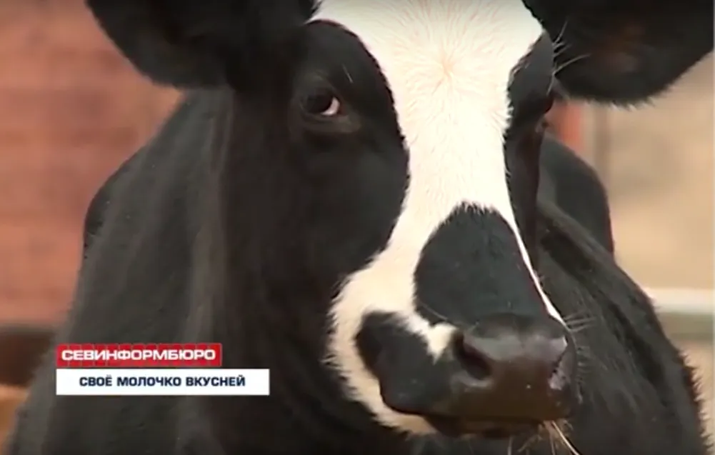 Севастопольские фермеры смогут обеспечить регион молоком и сыром