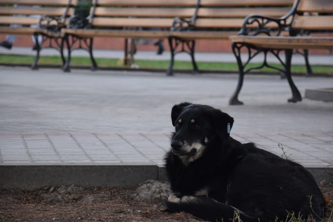 В Севастополе рассматривают возможность создания приюта для бездомных животных