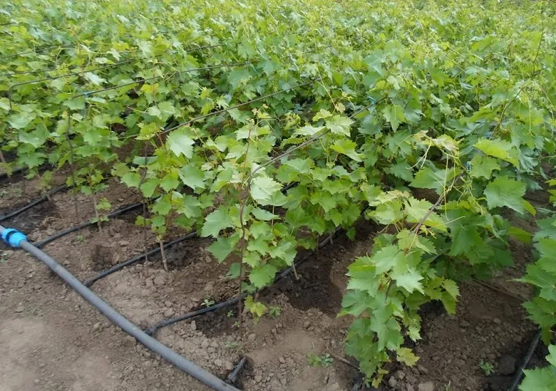 Нехватку собственных виноградных саженцев в Крыму преодолеют после 2020 года