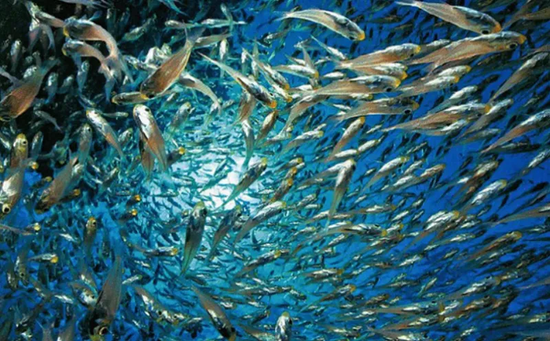 В Крыму рыбаки массово истребляли морских обитателей
