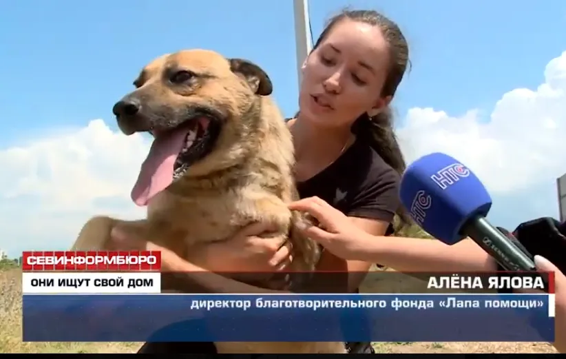 В севастопольском мини-приюте для собак своих хозяев ждут 10 питомцев