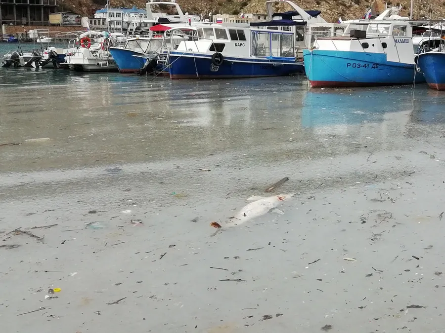 Мёртвые животные в водах Севастополя становятся недоброй традицией