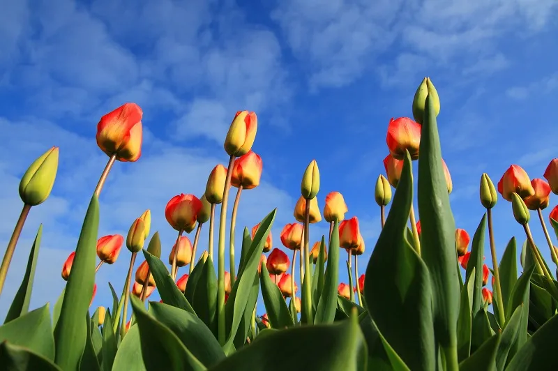 Коронавирус уничтожил 400 млн цветов в Голландии