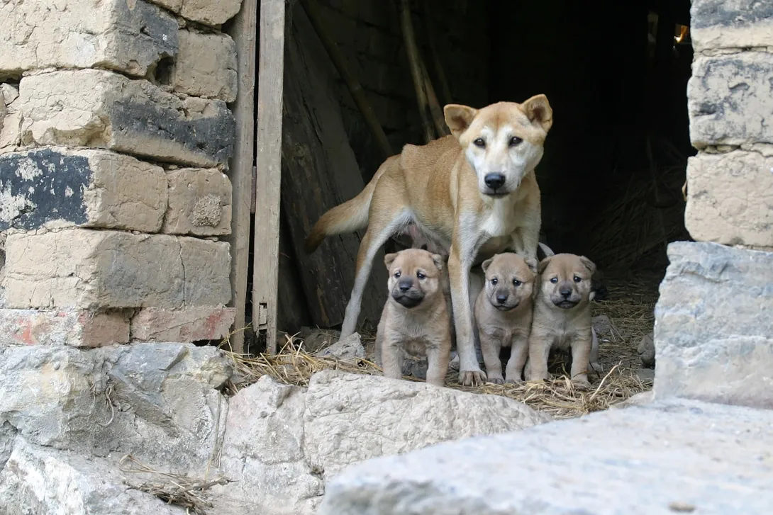 В Севастополе на участке заживо закопали десять щенят 
