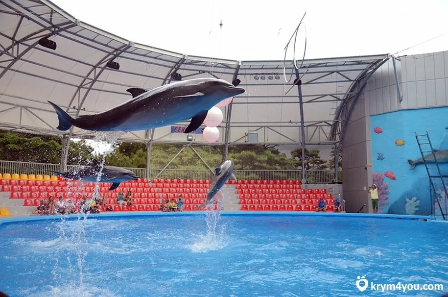 В крымском дельфинарии вынужденно расчленили дельфина