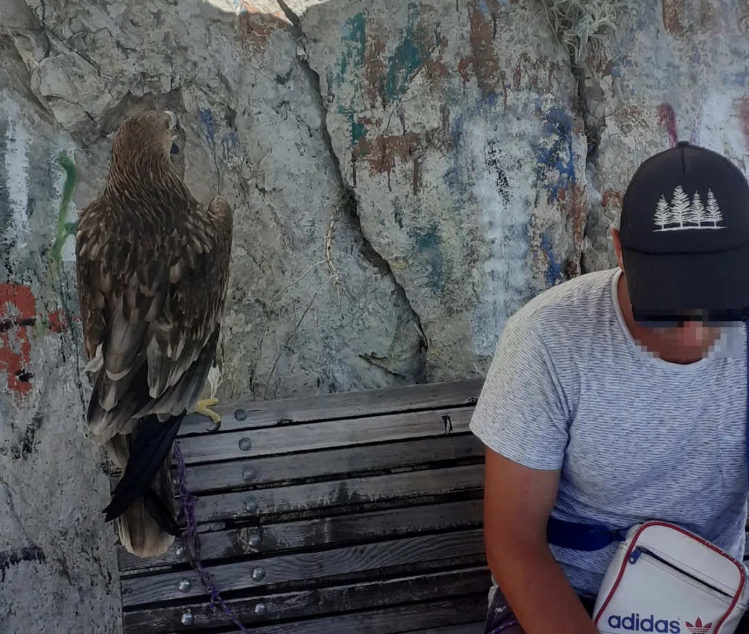В Севастополе краснокнижного орла спасли от «фотографий на память»