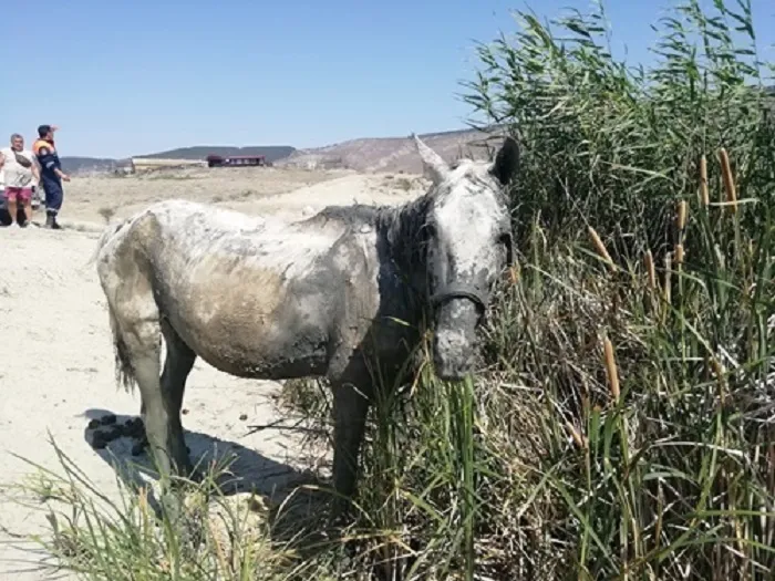 Крымская лошадь привлекла внимание спасателей