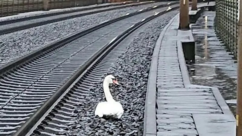 Скорбящий лебедь остановил десятки поездов в Германии