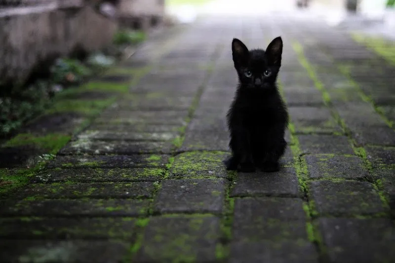 В Крыму откроют парк породистых и бездомных кошек