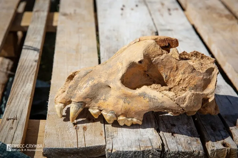 В знаменитой крымской пещере найден череп гигантской гиены