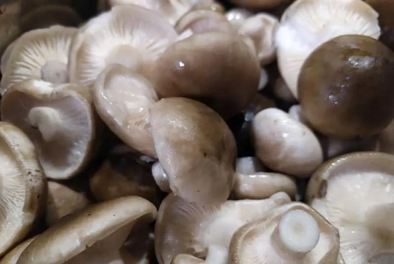 В Крыму стартовал щедрый грибной сезон