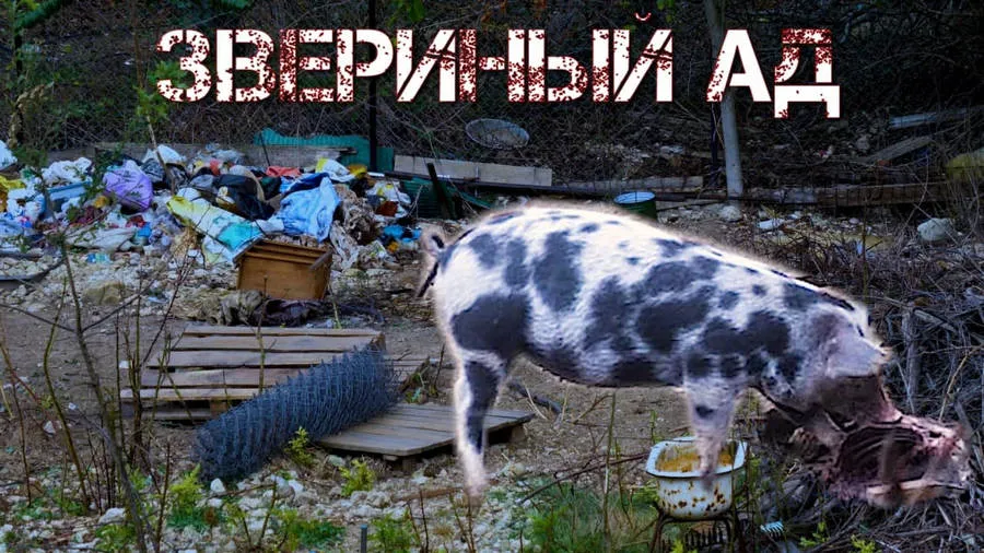 Нелегальный приют в Севастополе превратился в ад для животных