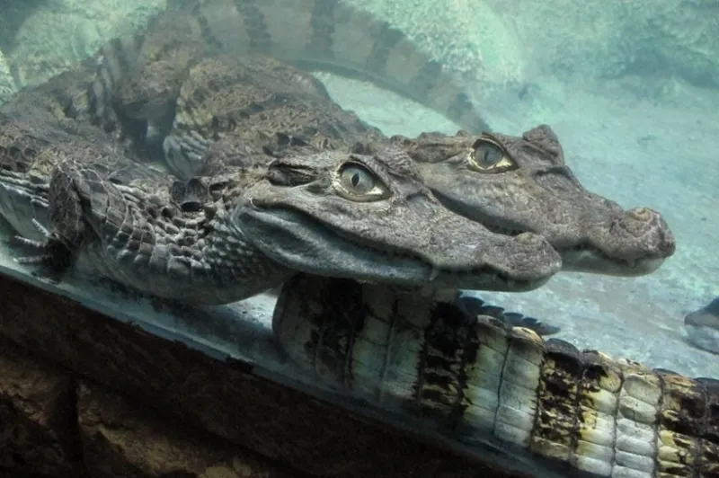 Потоп в Ялте обернулся крокодильим бэби-бумом