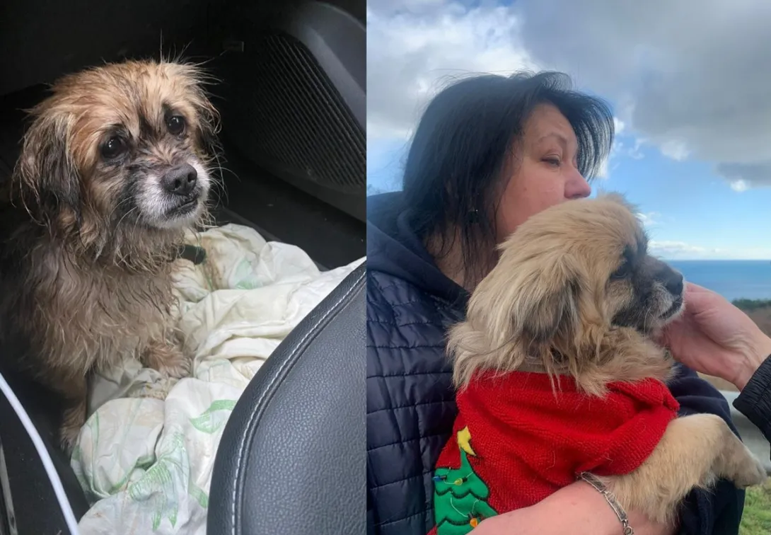 Бежал по трассе под дождём: севастопольцы помогли вернуться домой псу из Крыма
