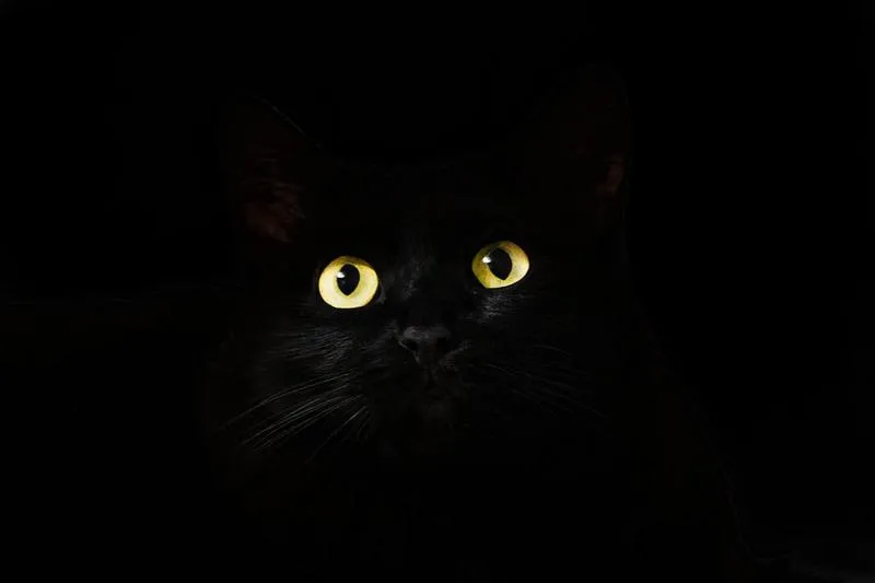 «Черная кошка уже сбросила вазочку». Когда в России наступит дефолт 