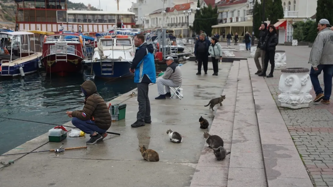 В Севастополе рыбак сбросил в море балаклавского котика 