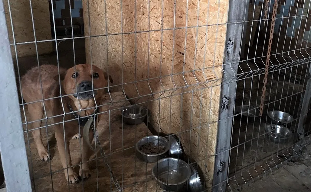 Приют для бездомных животных Севастополя ищет свое место и деньги 