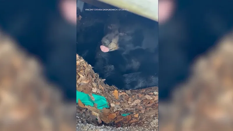 Семья обнаружила под своим бассейном медведя в спячке