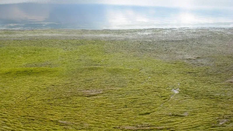 Крымские учёные нашли применение гниющим на пляжах водорослям