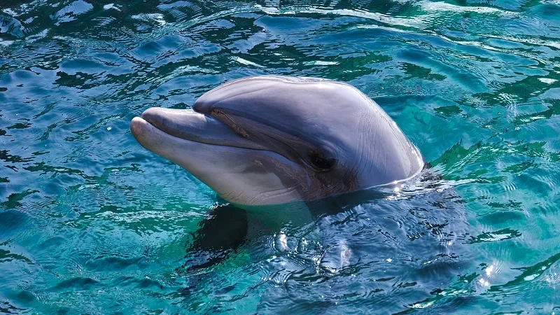 Найдена ещё одна особенность, которая роднит дельфинов с людьми