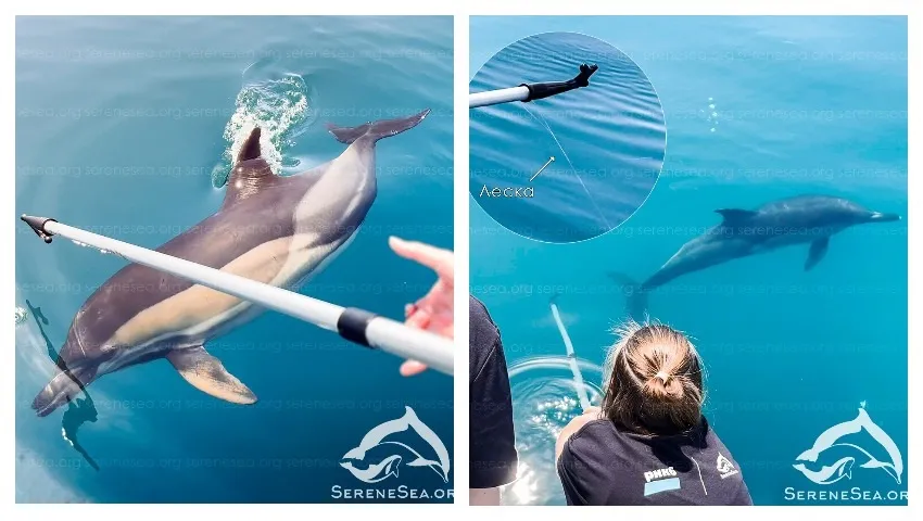 Севастопольцев просят защитить бесстрашных дельфинов-попрошаек 