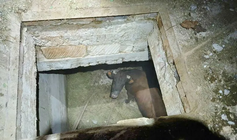 Крымские спасатели вытащили быка из подвала «заброшки» на волю
