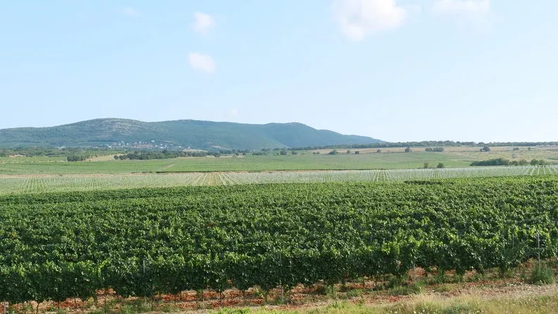  План защиты севастопольских виноградников от застройки требует доработки