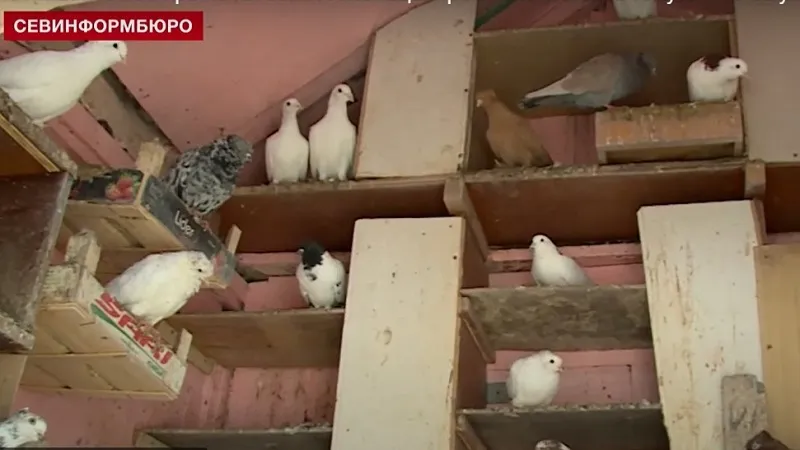 В Севастополе ради красоты сквера сносят важную для горожан голубятню 