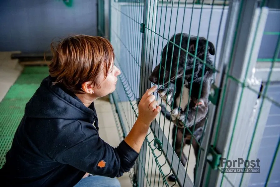 Более 80 бездомных собак ждут лучшей жизни в Севастополе