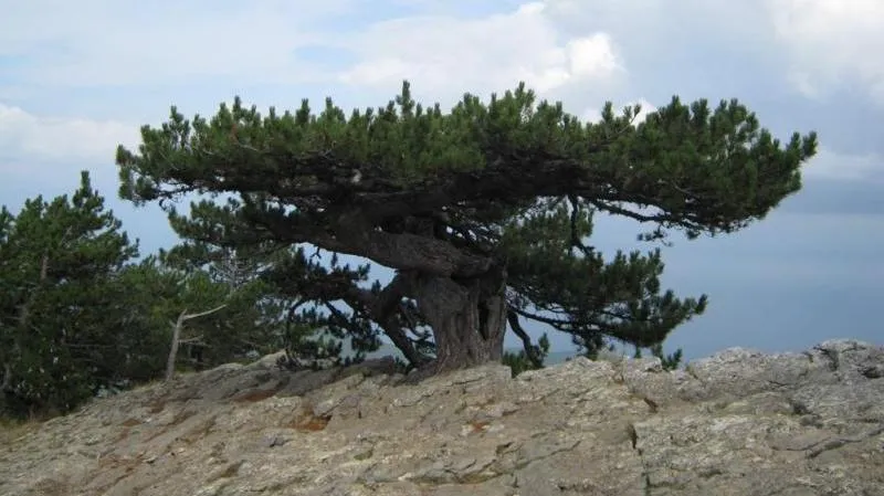 Необычный «самолёт» на крымской вершине вошёл в список самых старых деревьев
