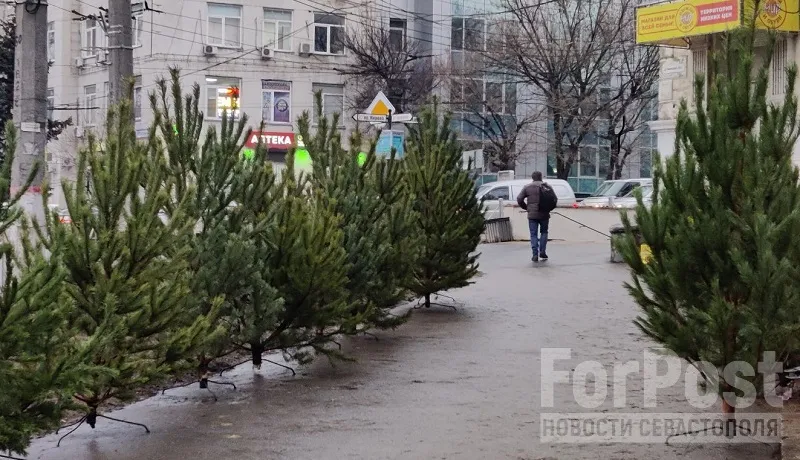 В Крыму начали работу ёлочные базары 