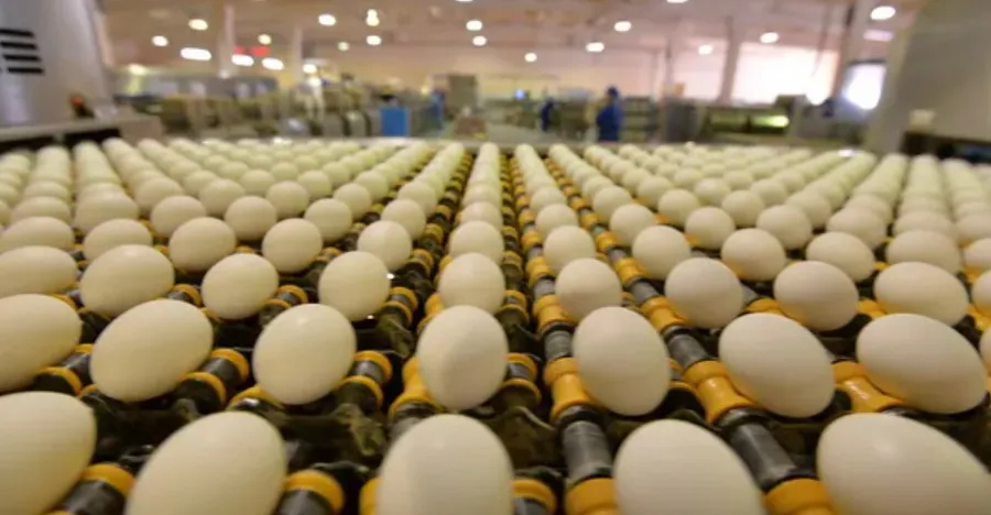 В правительстве сообщили, когда цены на яйца придут в себя