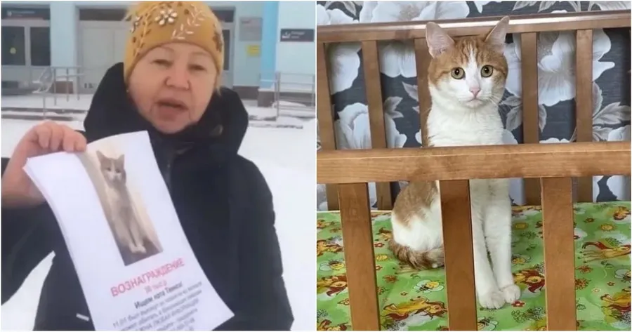 Почему история погибшего кота Твикса всколыхнула всю Россию