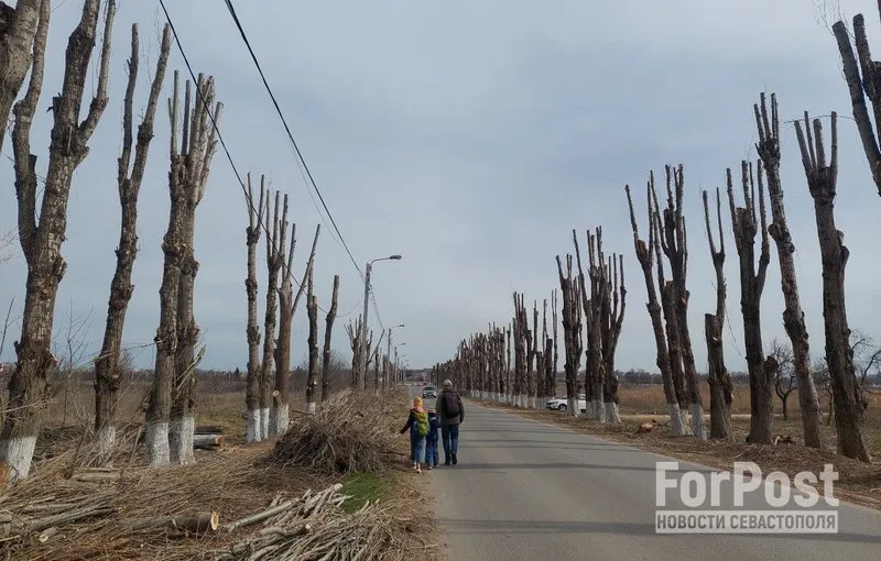 Крымчане и экологи просят ввести мораторий на обрезку деревьев в Симферополе
