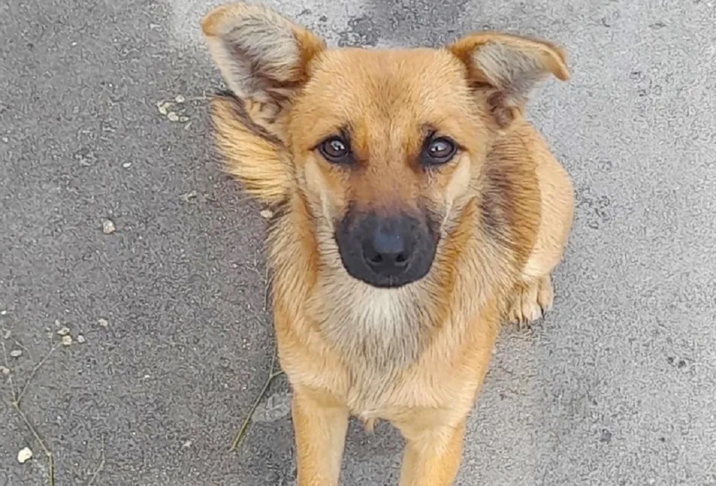В Севастополе зверски убили бездомную собаку 