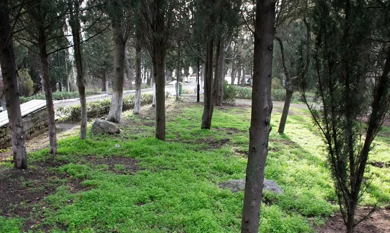 Один из парков Южного берега Крыма отбили у застройщиков