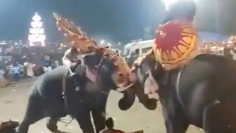Во время праздника десятки людей пострадали из-за слонов