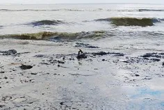 Горсовет и госадминистрация Севастополя перекладывают друг на друга ответственность за разливы нефти в бухте