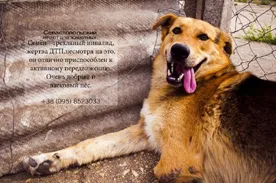 В Севастополе ликвидируют приют для животных «Двери в лето». Собаки и кошки ищут дом