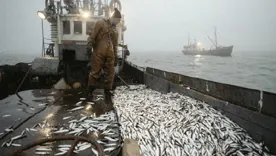 Норвегии придется искать покупателей на 300 тыс т морепродуктов для РФ
