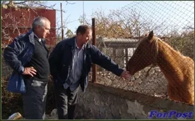 Брошенные голодные лошади бродят по Севастополю