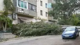 «Бывает такое, что они падают»: в Севастополе на машину рухнул тополь